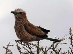 Image of Purple Roller