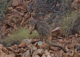 Image of Purple-necked Rock Wallaby