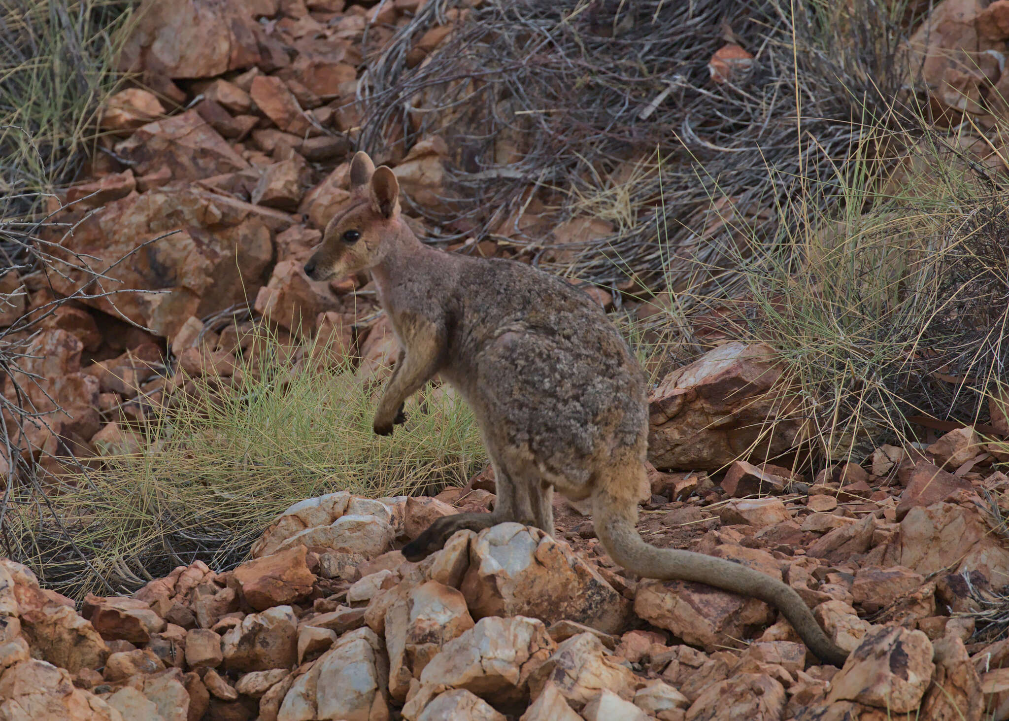 Image of Purple-necked Rock Wallaby