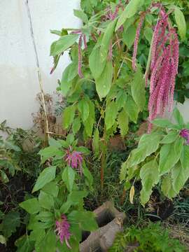 Imagem de Amaranthus caudatus L.