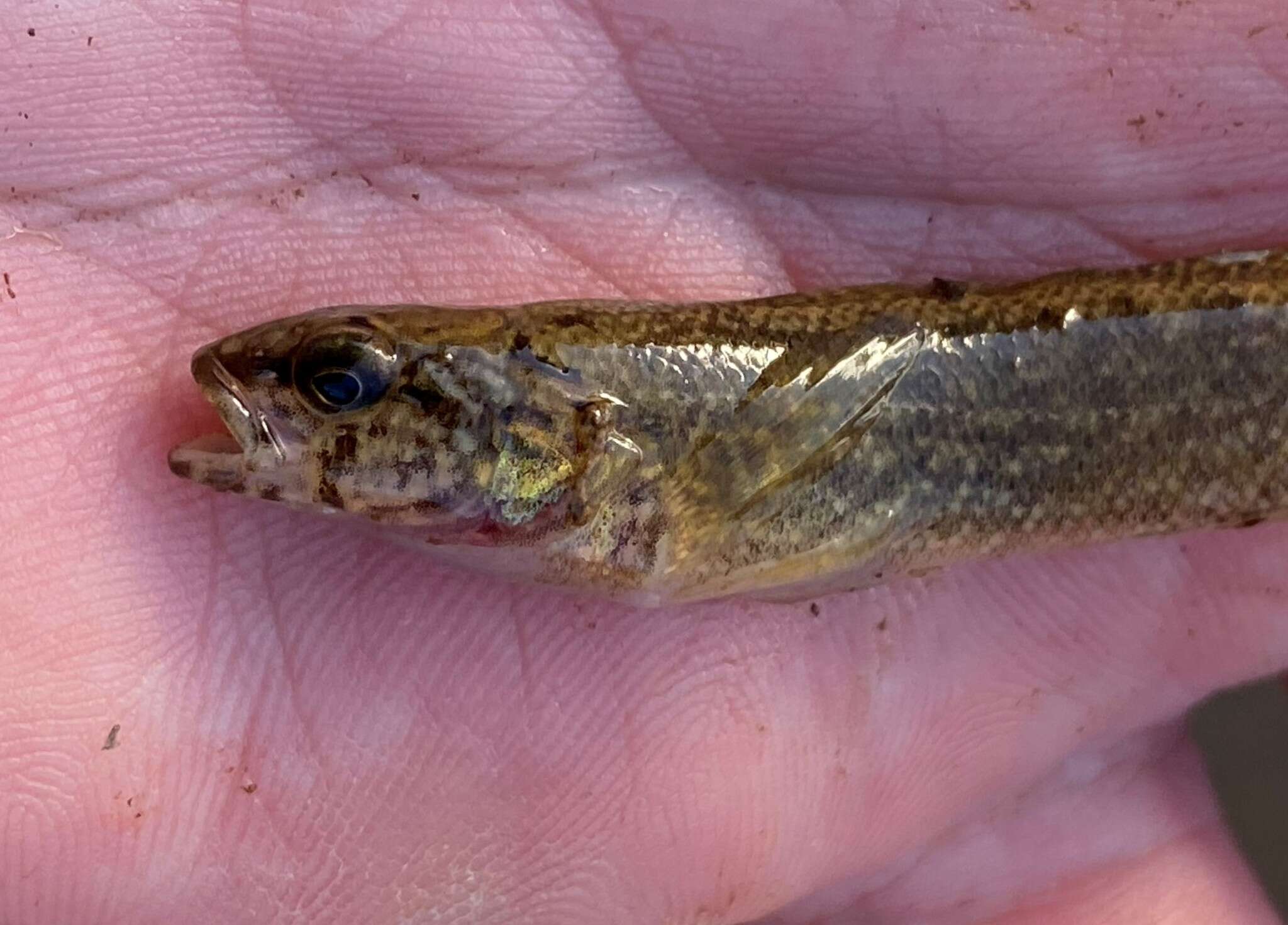 Image of Blackfin darter