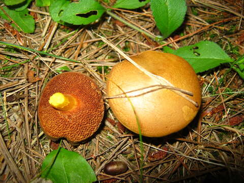 Image of Chalciporus piperatus (Bull.) Bataille 1908