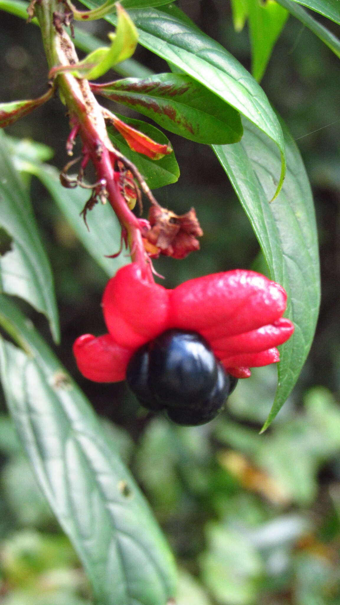 Imagem de Clerodendrum indicum (L.) Kuntze