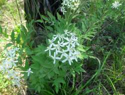 Imagem de Clematis recta L.