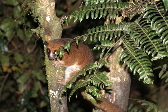 Image of Dwarf lemur