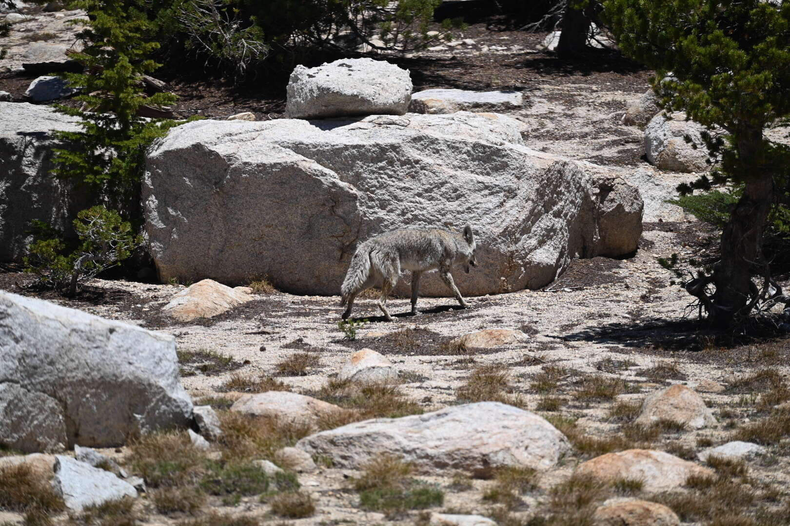 Sivun Canis latrans lestes Merriam 1897 kuva