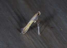 Image of Azalea leafminer