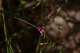 Sivun Stylidium cordifolium W. V. Fitzg. kuva