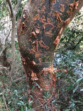 Image of Commiphora harveyi (Engl.) Engl.