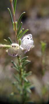 Image of false rosemary