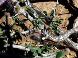 Image of Roepera incrustata (Sond.) Beier & Thulin
