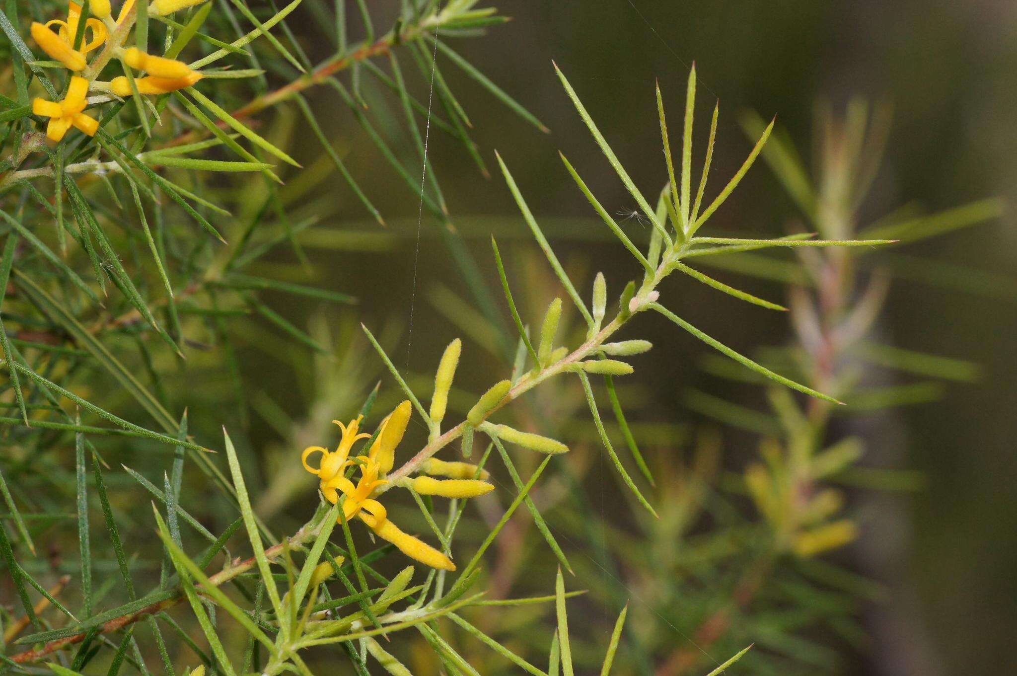 Imagem de Persoonia juniperina Labill.