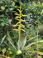 Image of Tillandsia oerstediana L. B. Sm.