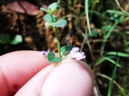 Scutellaria monterreyana B. L. Turner resmi