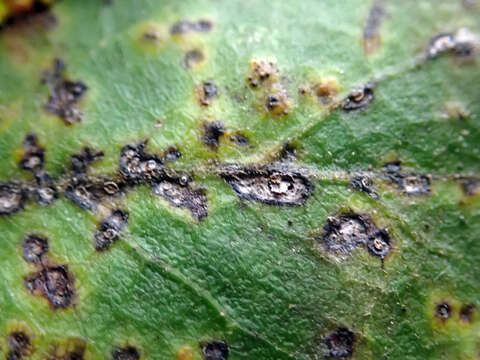 Puccinia plagianthi McAlpine 1895的圖片