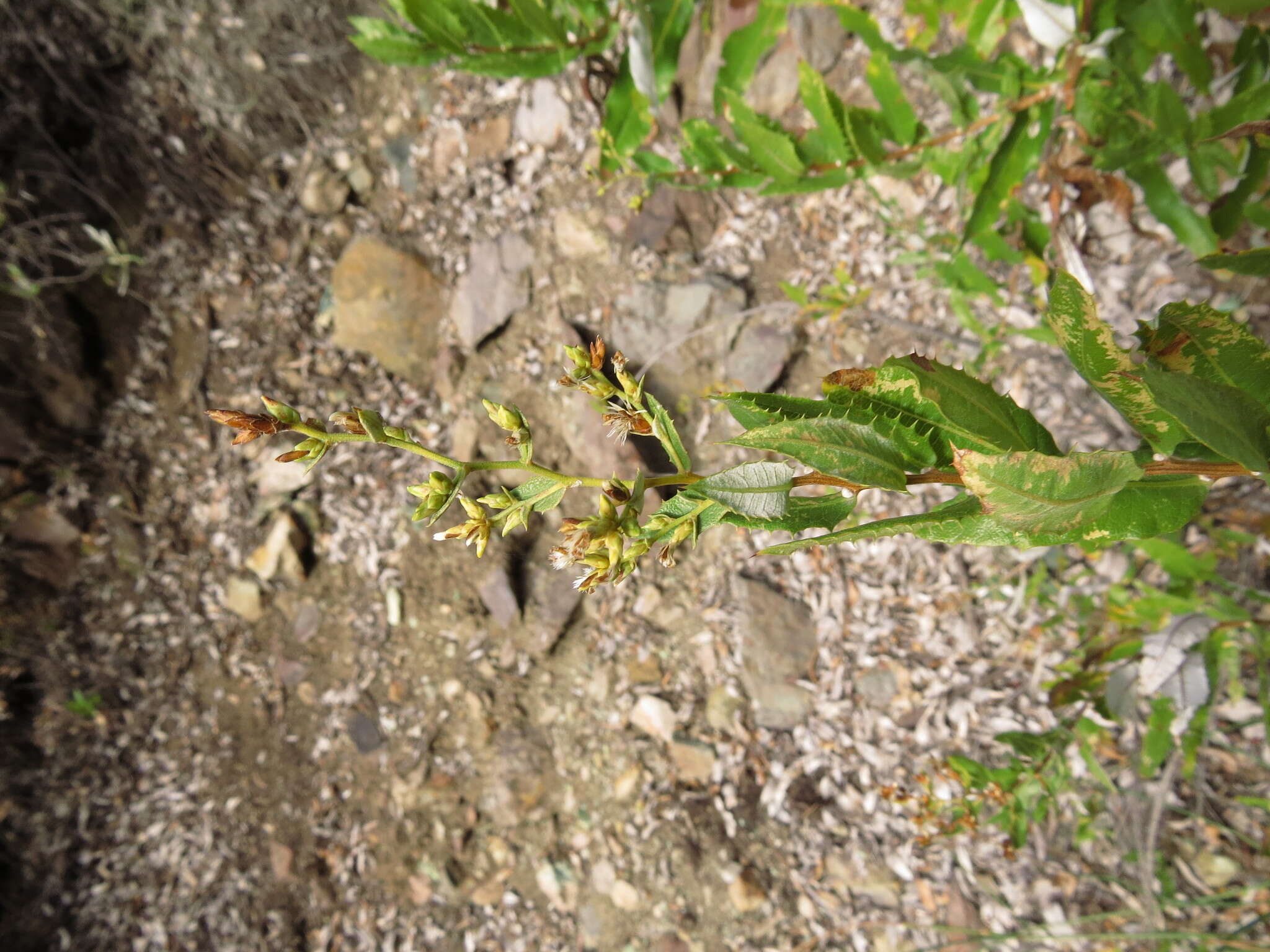 Image of Spinoliva ilicifolia (Hook. & Arn.) G. Sancho