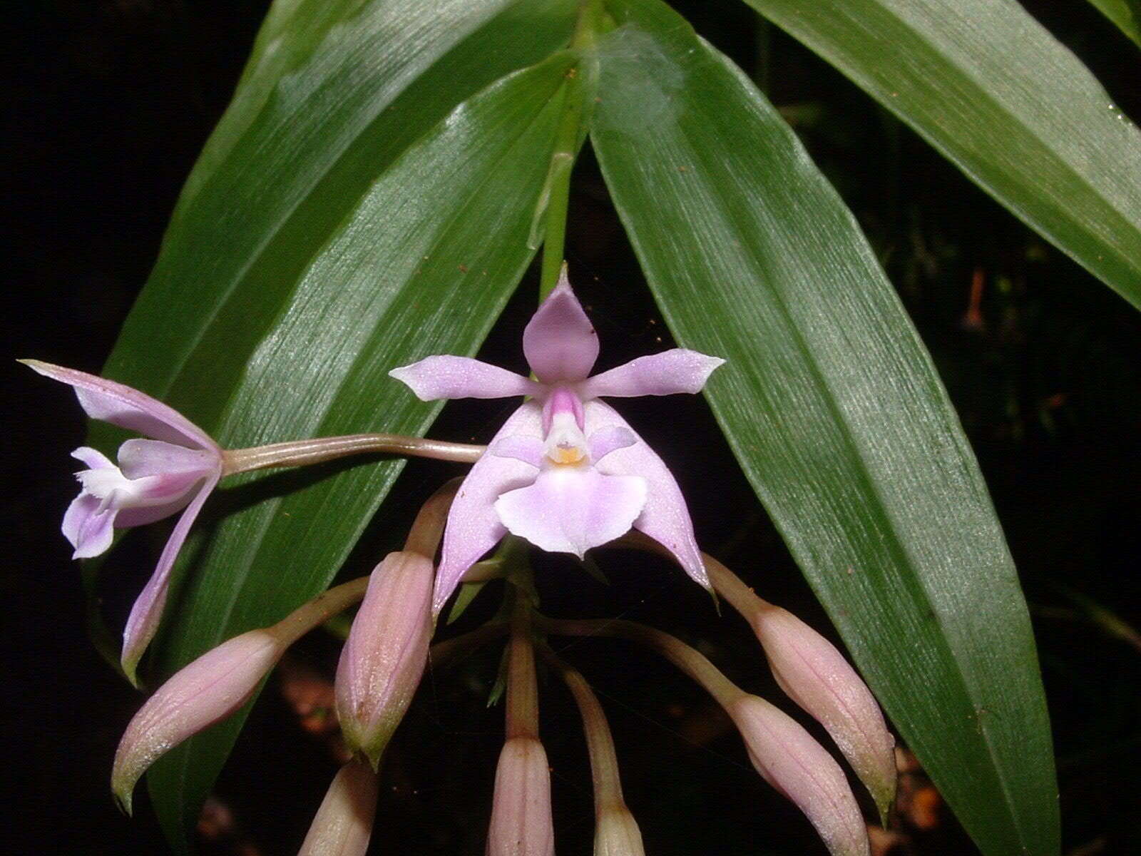 Image of Epidendrum pansamalae Schltr.