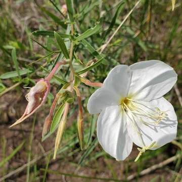 Image of Nuttall's evening primrose