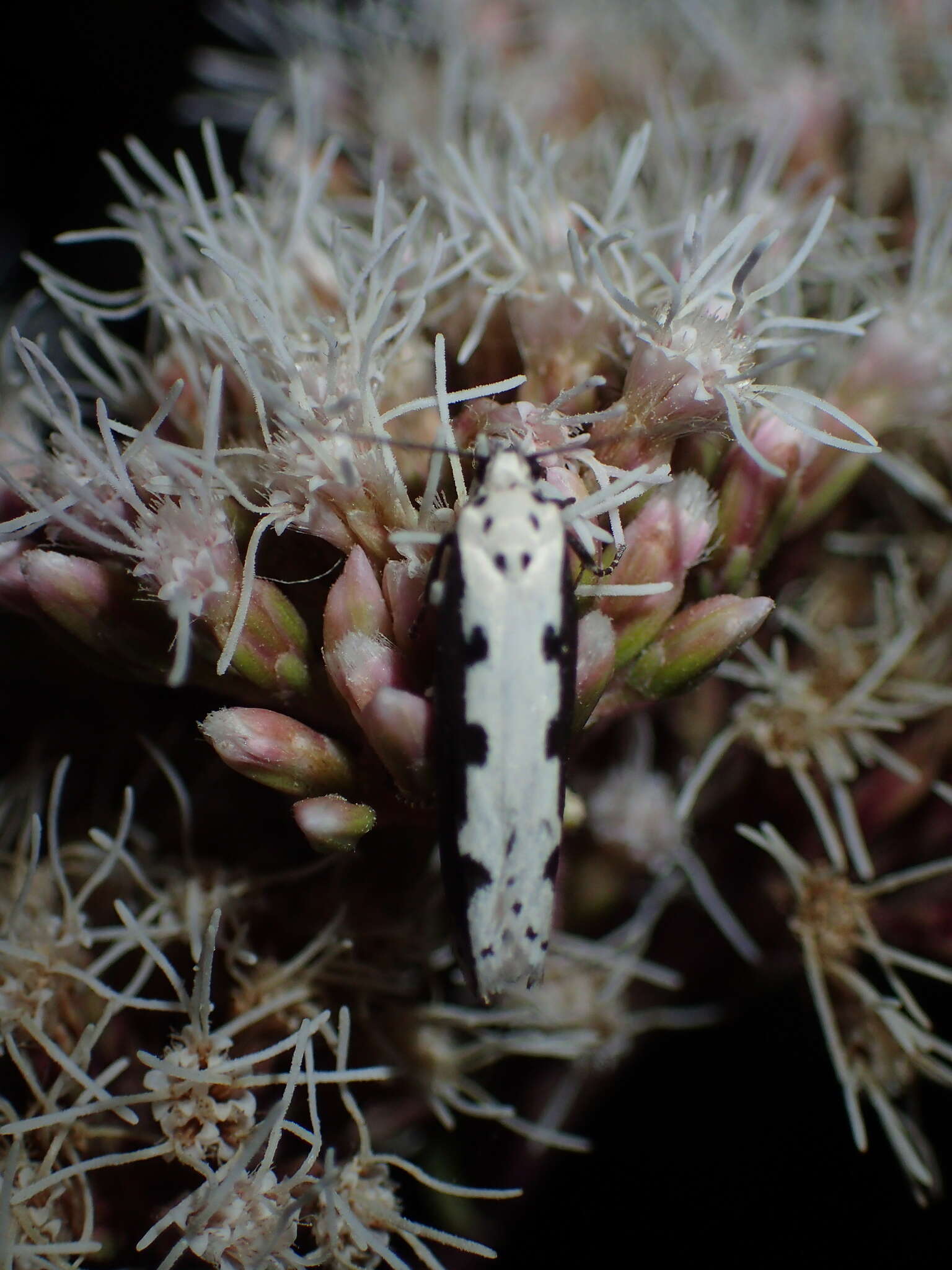 Image of Ethmia bipunctella Fabricius 1775