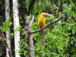 Image of Saffron Toucanet