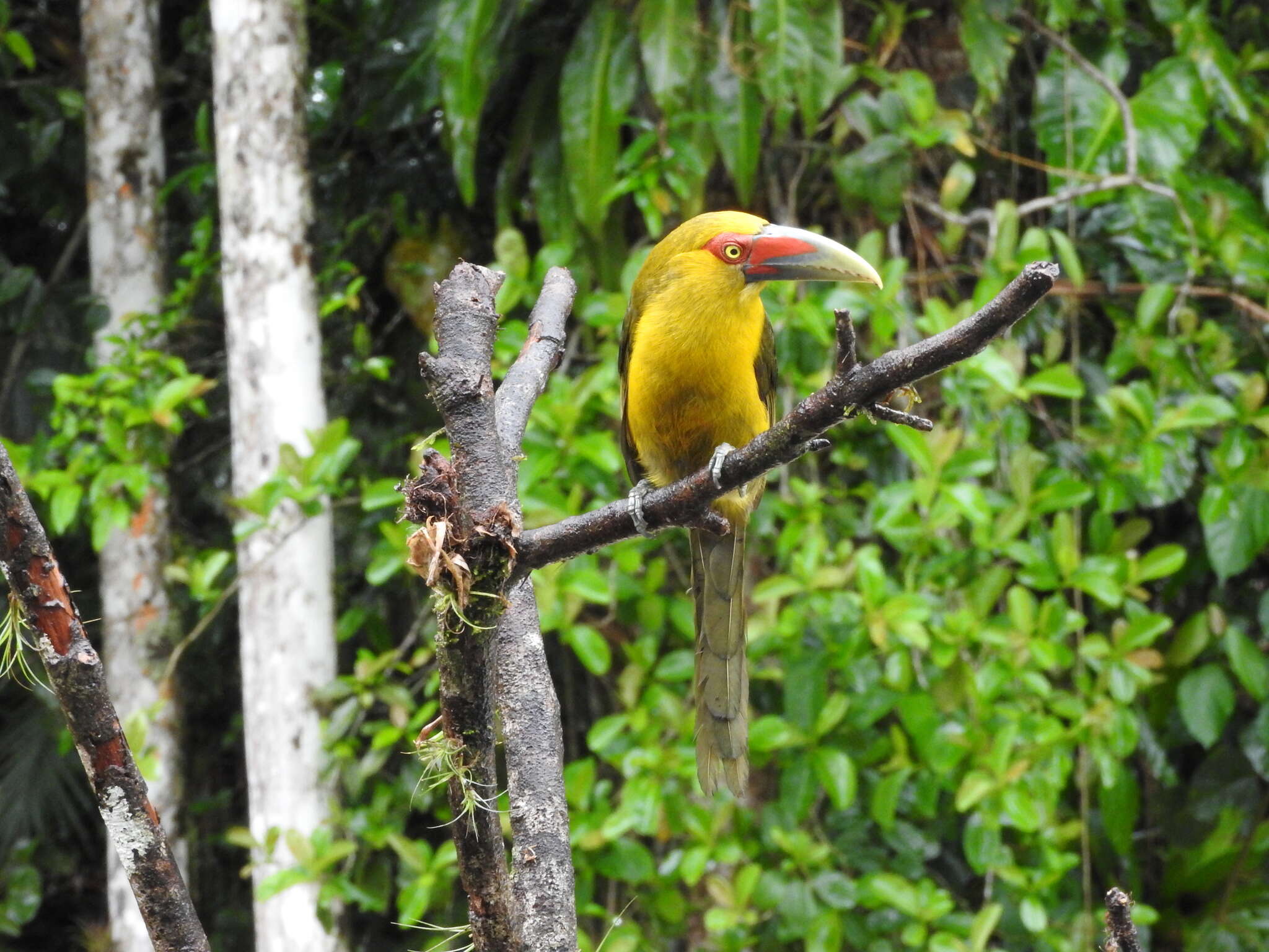 Image of Saffron Toucanet