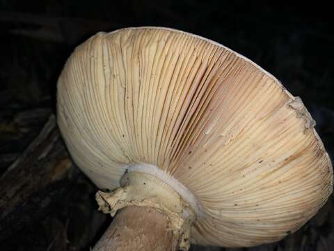 Image of Amanita ochrophylla (Cooke & Massee) Cleland 1924