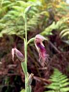 Calochilus gracillimus Rupp的圖片