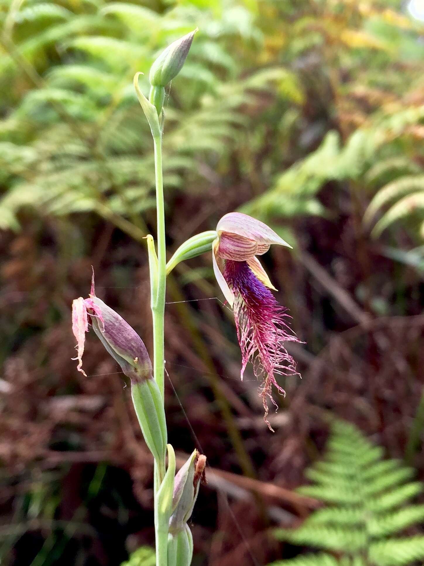 Imagem de Calochilus gracillimus Rupp