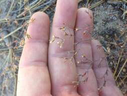 Image of chickweed oxytheca