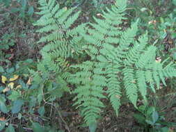 Image of Pteridium latiusculum subsp. pinetorum (C. N. Page & R. R. Mill) Fraser-Jenkins