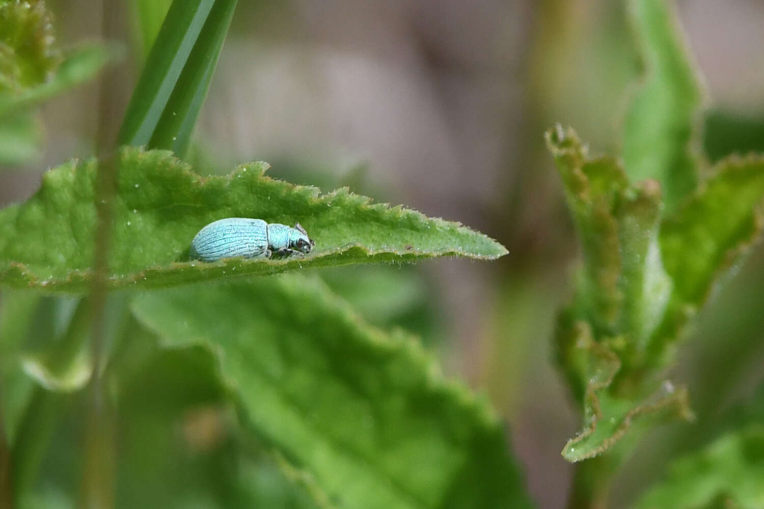 Image of Phyllobius (Subphyllobius) virideaeris (Laicharting 1781)