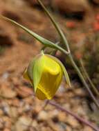 Calochortus raichei Farwig & V. Girard resmi