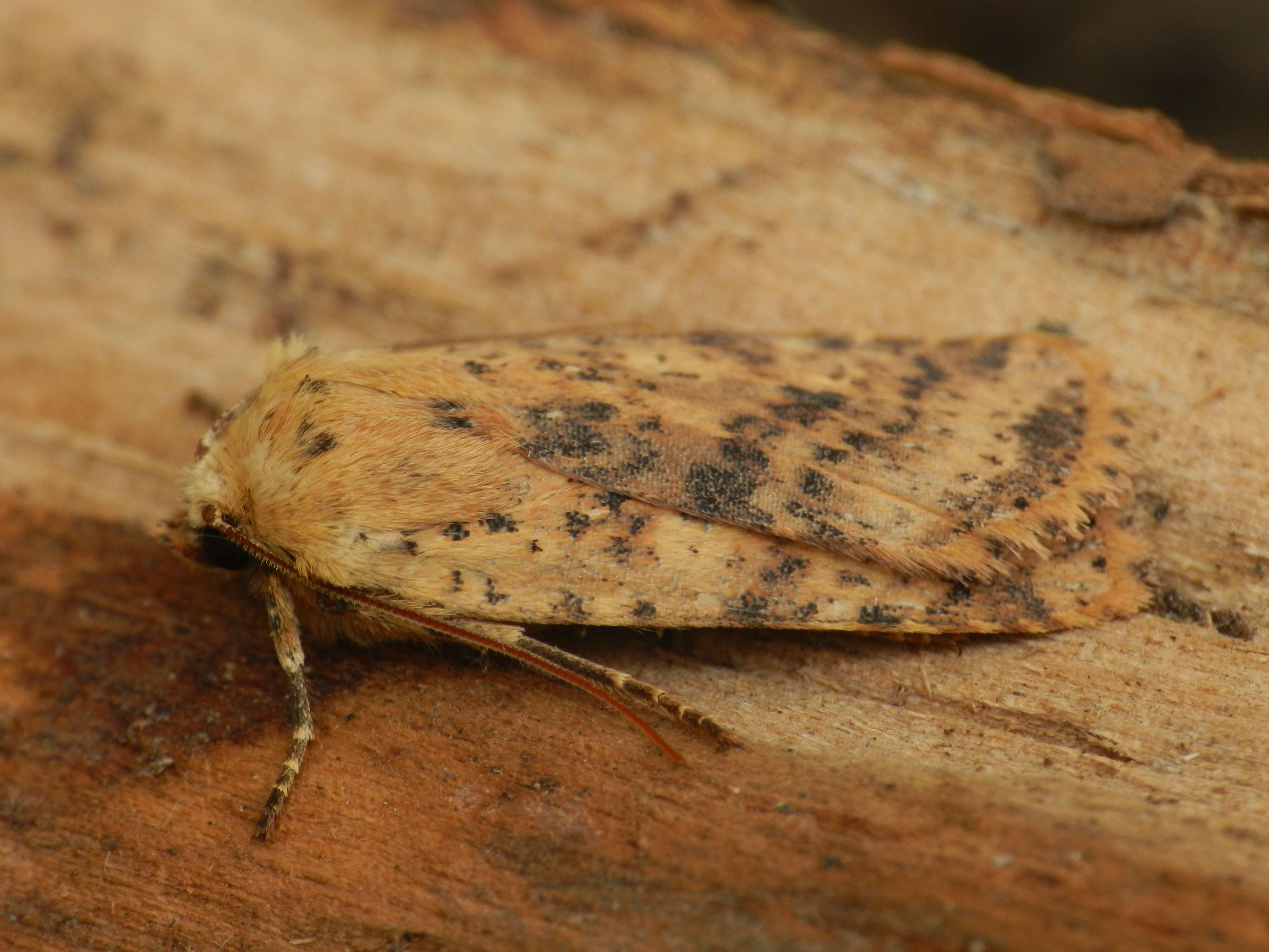 Image of dotted chestnut