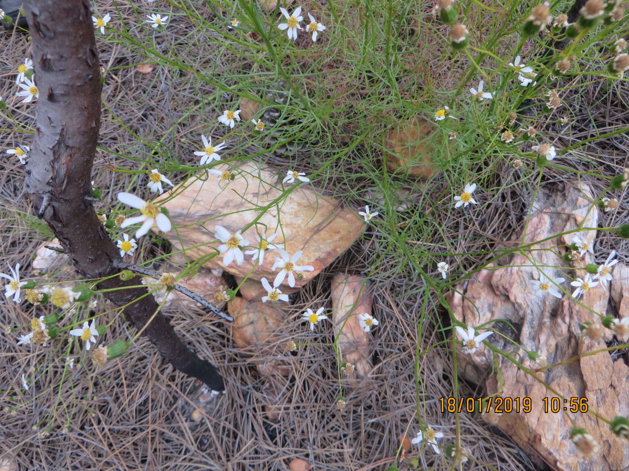 Image of Phymaspermum leptophyllum (DC.) Benth. & Hook. fil.