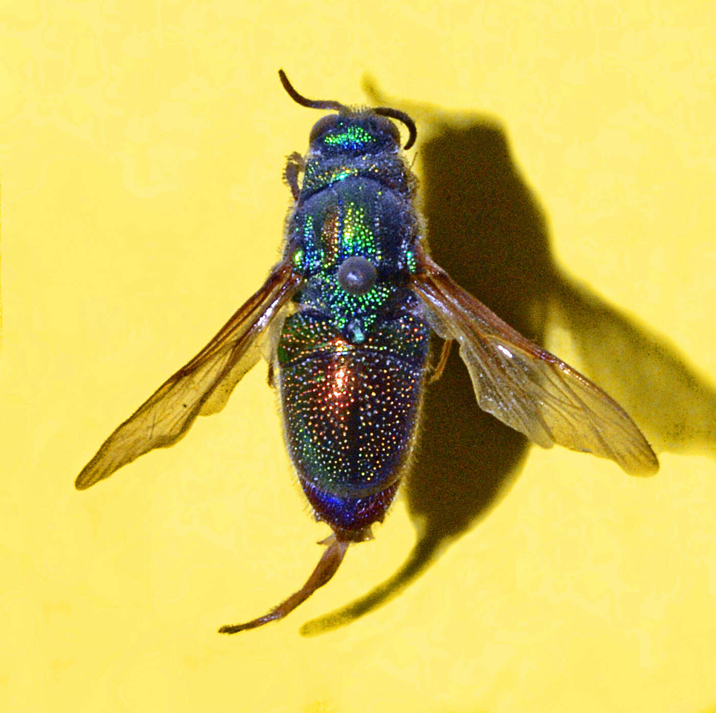 Image of Stilbum cyanurum