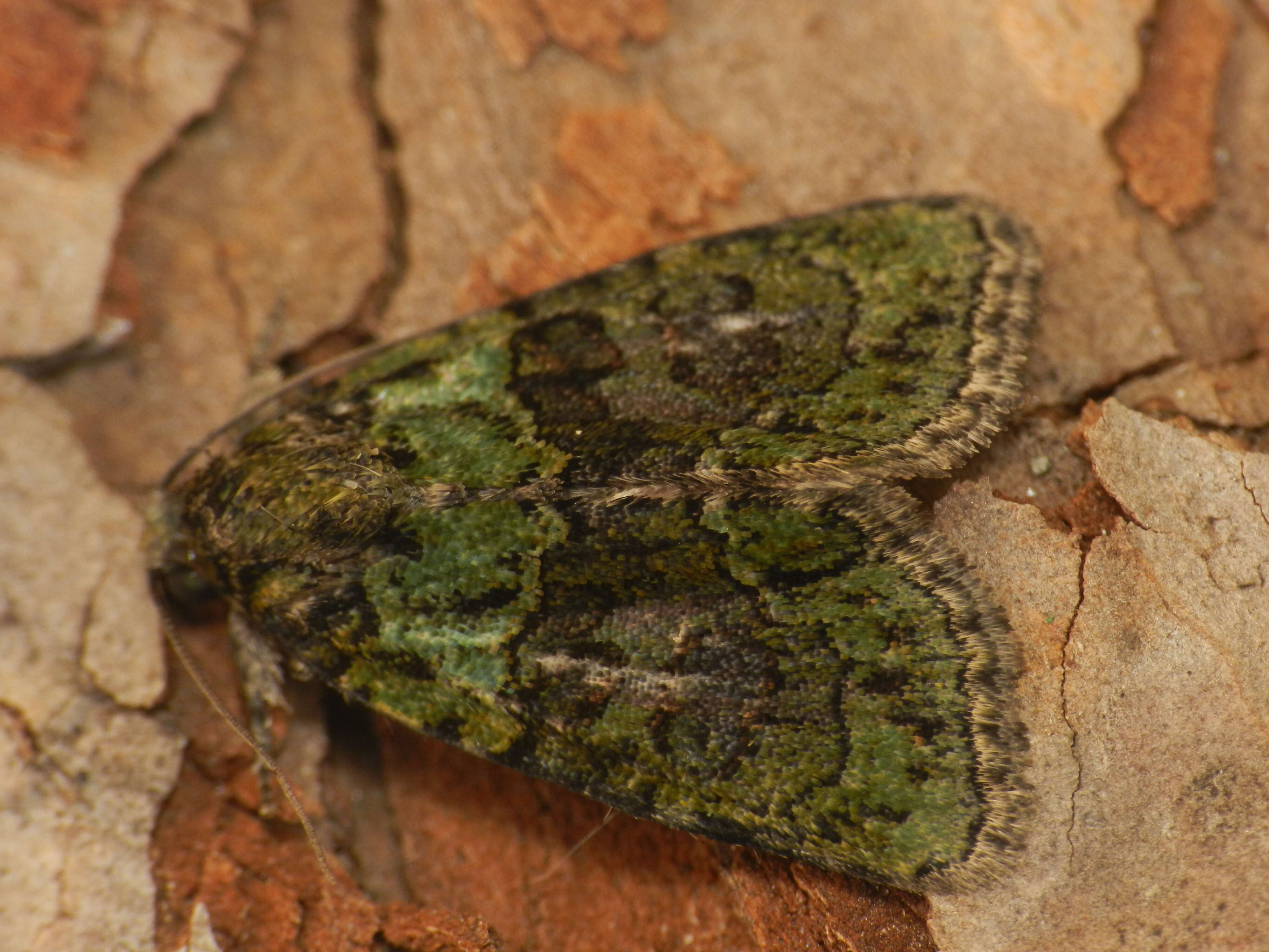 Image of tree-lichen beauty