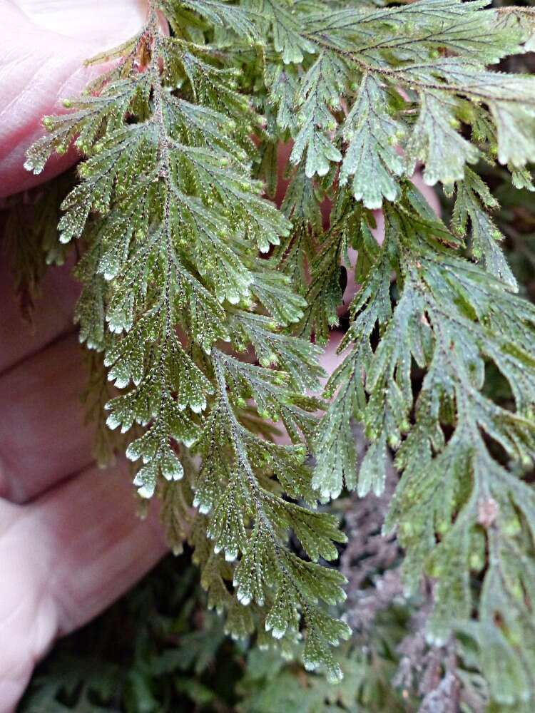 Image of Hymenophyllum frankliniae Col.