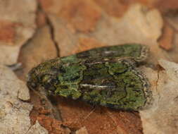 Image of tree-lichen beauty