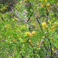 Sivun Leucaena retusa Benth. kuva