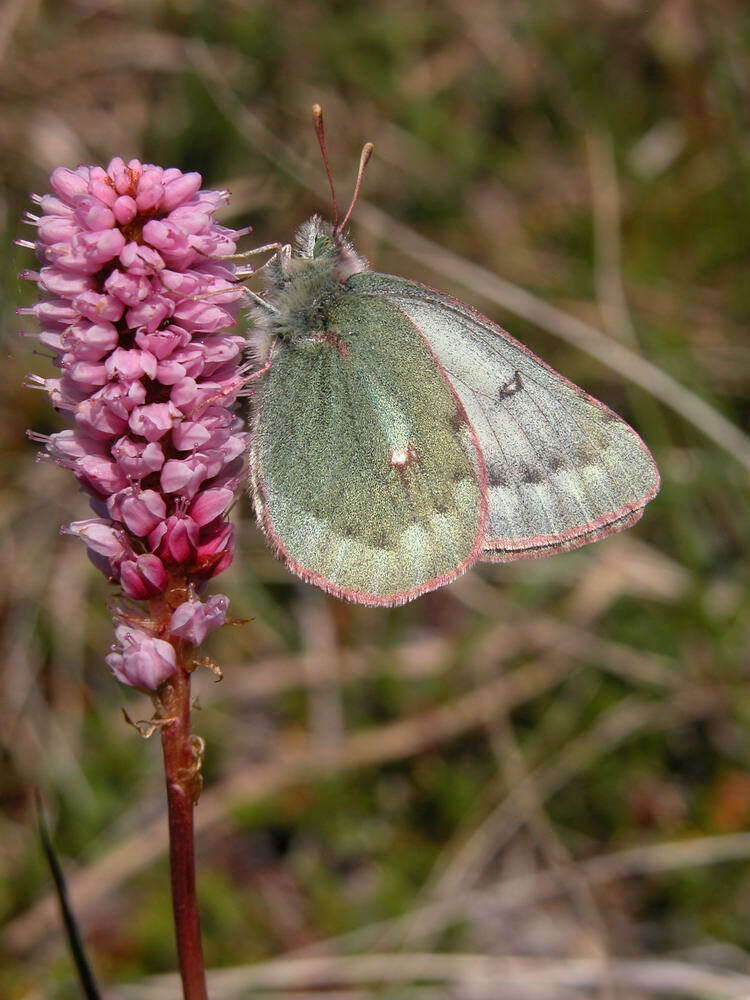 Image of Colias nastes dezhnevi Korshunov 1995