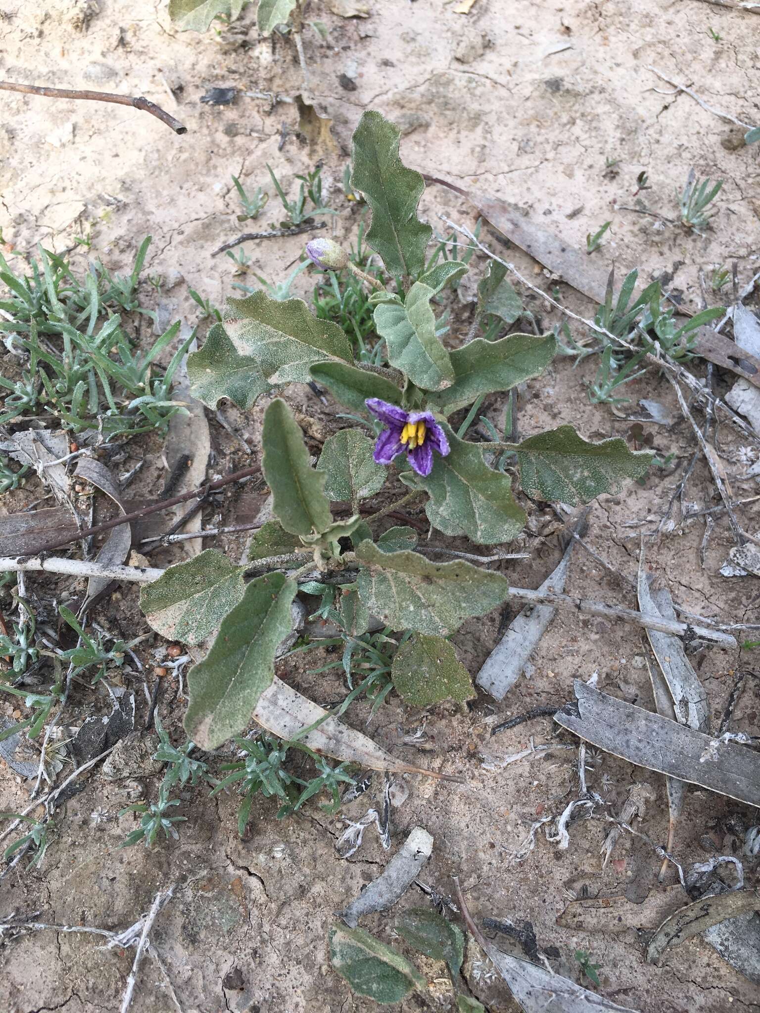 Image of Solanum esuriale Lindl.