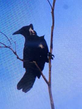 Image of White-necked Crow