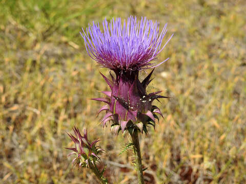 Image of Cynara humilis L.