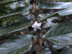 Image of Lasianthus attenuatus Jack