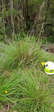 Imagem de Poa helmsii Vickery