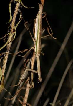 Image of Purple-winged mantis