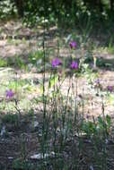 صورة Dianthus borbasii Vandas