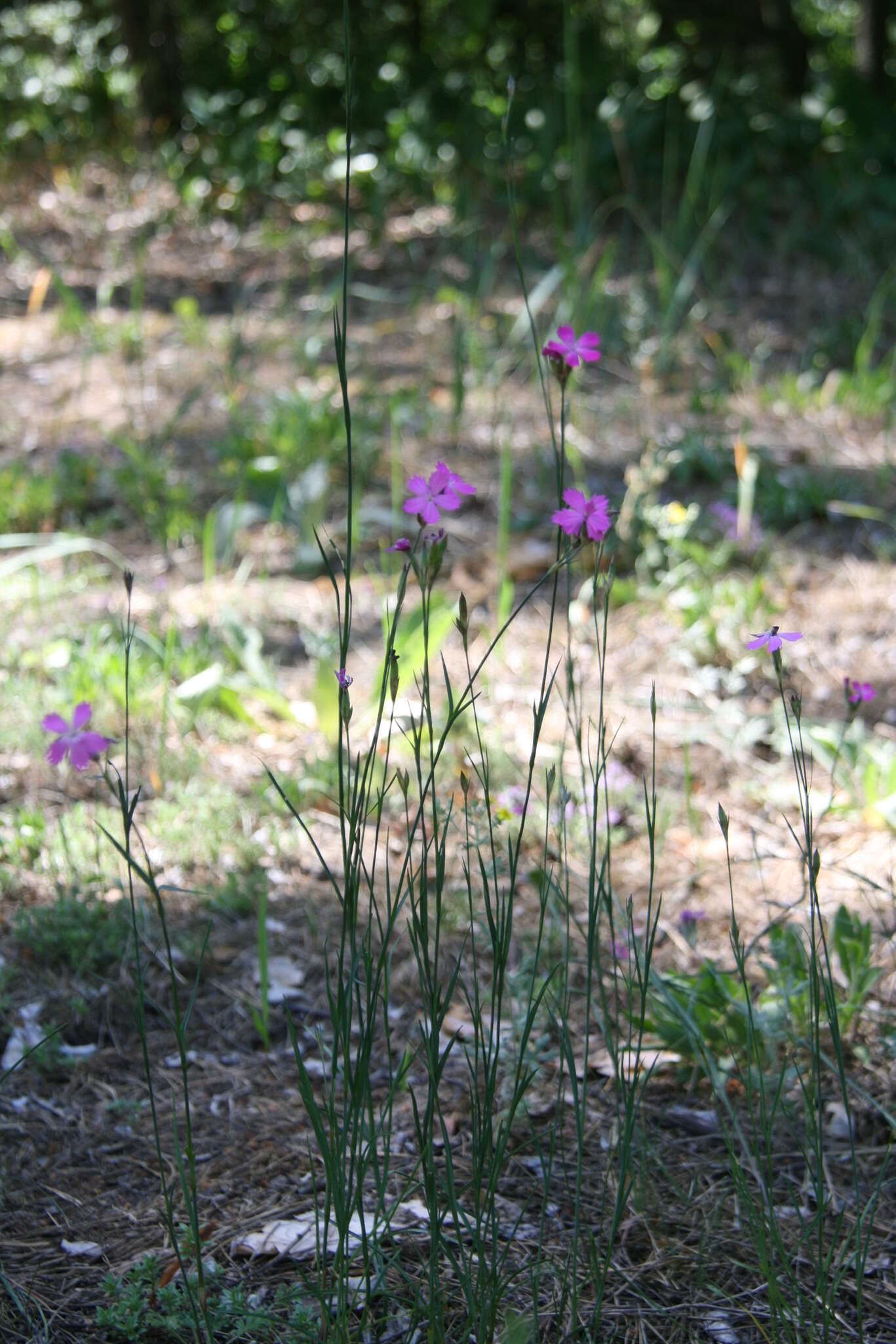 صورة Dianthus borbasii Vandas