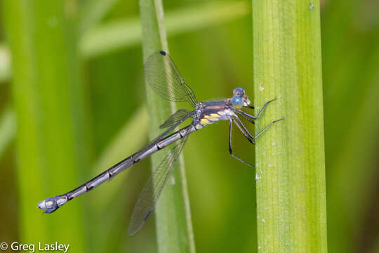 Image of Amber-winged Spreadwing