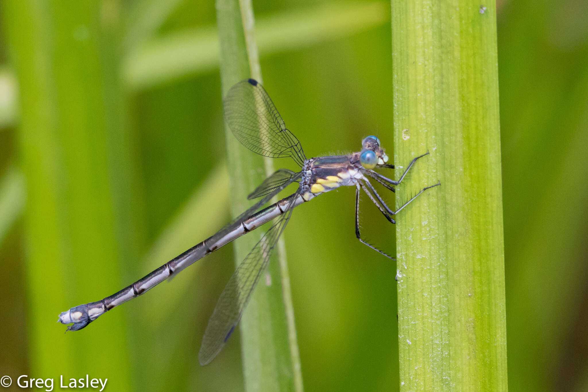 Image of Amber-winged Spreadwing